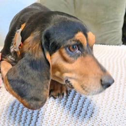Blue Jeans - Beagle