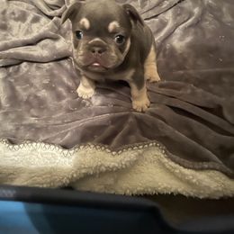 "LILY" French Bulldog Puppies from Only Frenchies