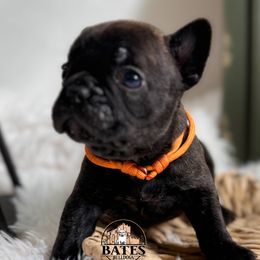 French Bulldog Puppies from Bates Bulldogs
