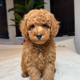 Cody - Golden male Cockapoo puppy in Queens, New York from The 2 Musketeers_Cockapoos