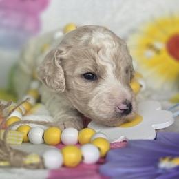 Cloud, White and tan spots parti boy - Parti male Goldendoodle puppy in Freedom, New York from Samantha's Goldendoodles