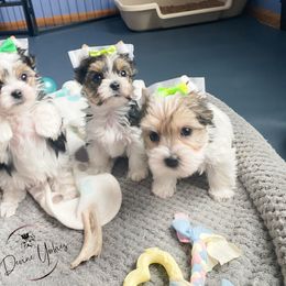 Yorkshire Terrier Puppies from Devine Yorkies