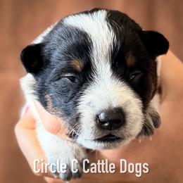 Girl 2 - Blue female Australian Cattle Dog puppy in Blackfoot, Idaho from Circle C Australian Cattle Dogs