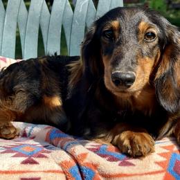 Otto - Dachshund