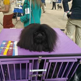 Italian Greyhounds and Pekingese from Oremor's