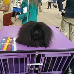 Italian Greyhounds and Pekingese from Oremor's
