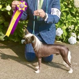 Leo - Chinese Crested