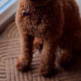Goldendoodle All Grown Up from With Love Golden Doodles