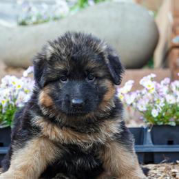 Orange collar - Black and red female German Shepherd puppy in Howell, Michigan from Sheyenne’s Shepherds