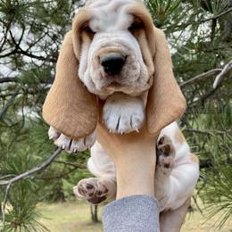 Basset Hound Puppies from BeautyBea's Flathead Lake Bassets