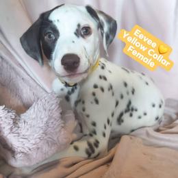 Eevee (Yellow collar) LUA - White and liver brown female Dalmatian puppy in Raymondville, Missouri from Wagner's Dalmatian's