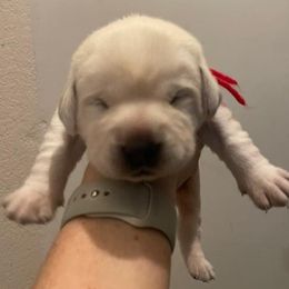 Boy 4 - Yellow male Labrador Retriever puppy in Hutto, Texas from Texas Bluebonnet Labs