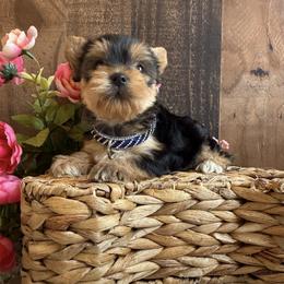 Romeo - Black and tan male Yorkshire Terrier puppy in Howe, Oklahoma from Ray Holder