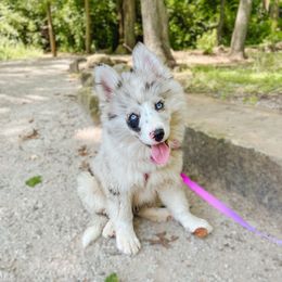 Malibu - Merle female Pomsky puppy in Cleveland, Ohio from Lake Point Pomskies