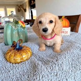 Bella - Cream female Dachshund puppy in Molino, Florida from Dooney's Dachshunds