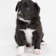 Sporty Mix Puppies from Rosette Sport Dogs