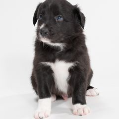 Sporty Mix Puppies from Rosette Sport Dogs