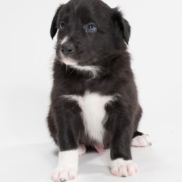 Sporty Mix Puppies from Rosette Sport Dogs