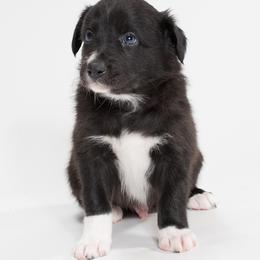 Sporty Mix Puppies from Rosette Sport Dogs