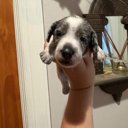 Girl 1 - Dapple female Dachshund puppy in Columbiana, Alabama from Tonya's Dachshunds