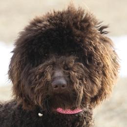 Bernedoodle, Goldendoodle, and Labradoodle Puppies from Apple Creek Doodles