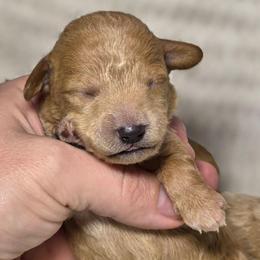 Sunbeam - Cream female Poodle puppy in West Point, Mississippi from Golden Paws
