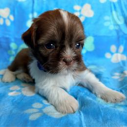 Teddy - Liver and white male Shih Tzu puppy in Hemet, California from Aloha Shih Tzu