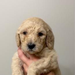 Red - Cream female Goldendoodle puppy in Ranger, Georgia from Muscadine Meadows Poodles and Doodles