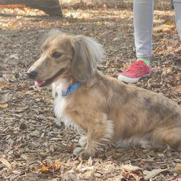 Dachshund Puppies from LovelylilDoxies