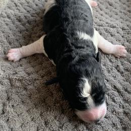 Scooter - Parti male Poodle puppy in Haddam, Kansas from Golden B Acres