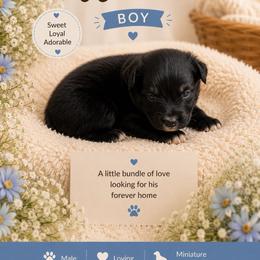 Wave - Black tri male Miniature Australian Shepherd puppy in Idalou, Texas from Lonesome Pine Mini Aussies