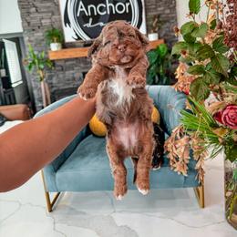 Bernedoodle, Cavapoo, Cavapoochon, Goldendoodle, and Yorkipoo Puppies from Anchor Dogs
