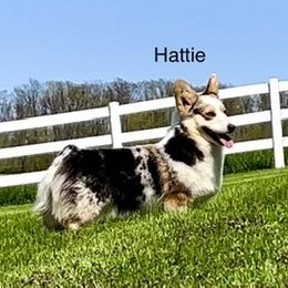Hattie Jo - Pembroke Welsh Corgi
