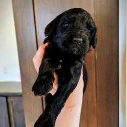 Elvis PRESLEY - Phantom female Bernedoodle puppy in Pollock Pines, California from Ten Acre Wood Doodles