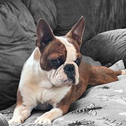 Ouija - Boston Terrier