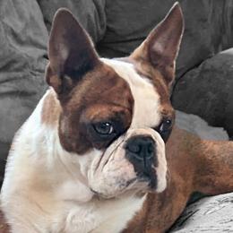 Ouija - Boston Terrier