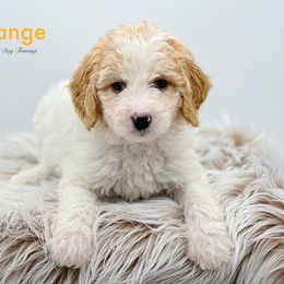 Orange - Parti Goldendoodle puppy in Lancaster, Minnesota from North Star Dog Training