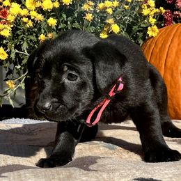Black Girl Pink Collar - Black female Labrador Retriever puppy in Ozark, Arkansas from Middle Ridge Retrievers