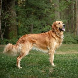 Teddy - Golden Retriever