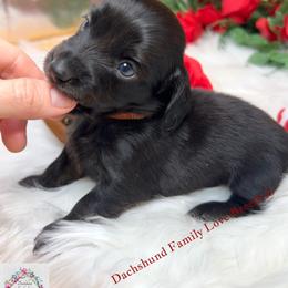 Valentine's Brindle - Brindle male Dachshund puppy in Prescott, Arizona from Dachshund Family Love Breeders