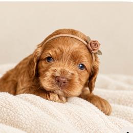 Opal - Red and white female Cockapoo puppy in Santa Barbara, California from K+C Doodles