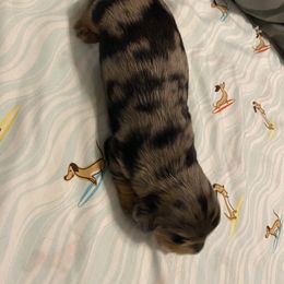 Dachshund Puppies from Sassy Kat’s Dachshunds