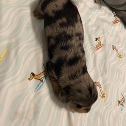 Dachshund Puppies from Sassy Kat’s Dachshunds
