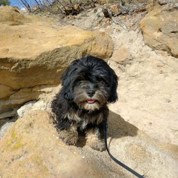 Nicholas - Tri-color Cavapoo puppy in Calhan, Colorado from Poppying Up Puppies