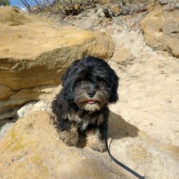 Nicholas - Tri-color Cavapoo puppy in Calhan, Colorado from Poppying Up Puppies