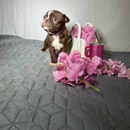 Tania - Seal and white female Boston Terrier puppy in London, Kentucky from Puppy Love