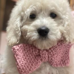 Goldendoodle Puppies from Doodle Paradise