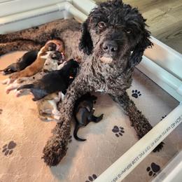 Aussiedoodle and Bernedoodle Puppies from Jupiter Doodles