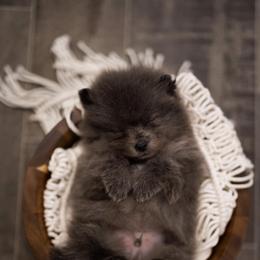 Pomeranian Puppies from Precious Puff Poms