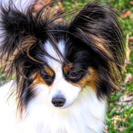 Winnie - Papillon